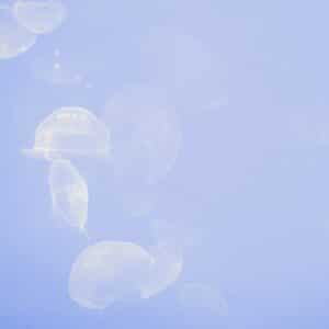 Photo Transparent Panels