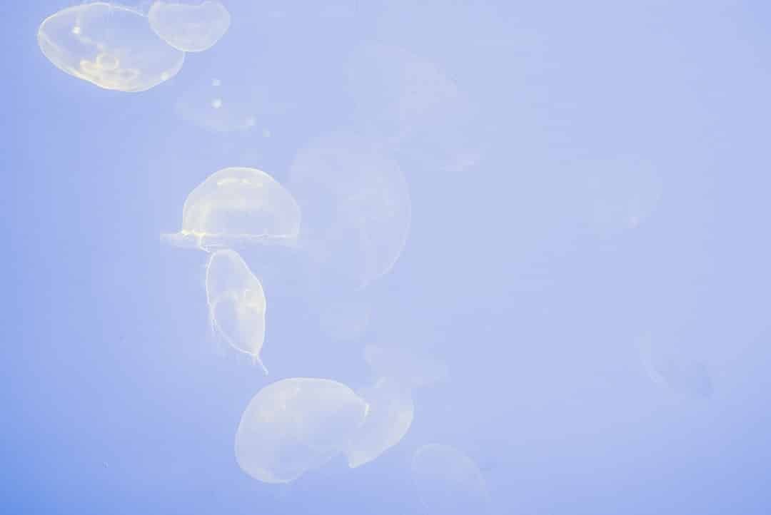 Photo Transparent Panels